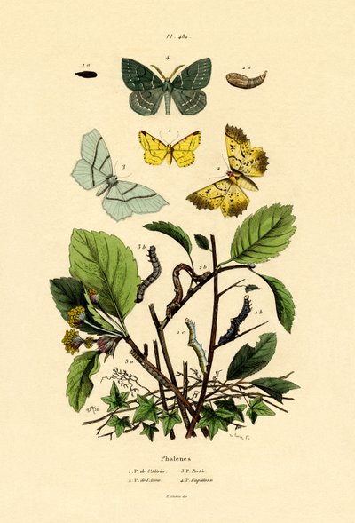 Fjärilar, 1833-39 av French School